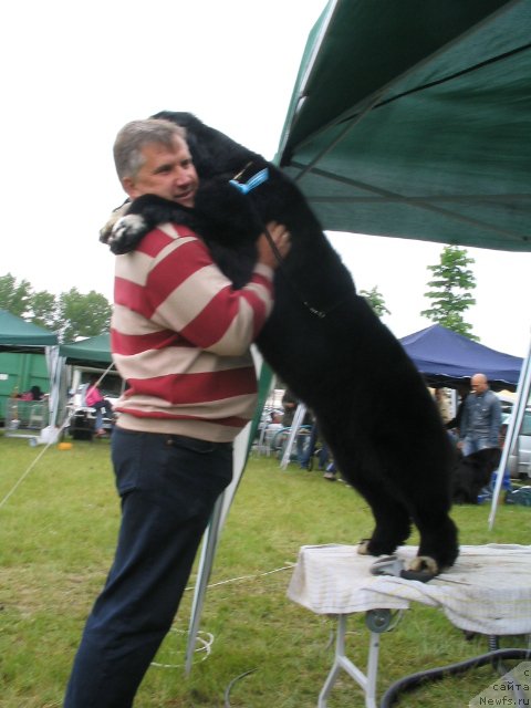 Фото: ньюфаундленд Midnight Lady's Undisputed Sweetheart, Aleksandr Zalivako (Александр Заливако)