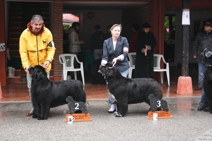 Фото: ньюфаундленд Midnight Lady's Undisputed Sweetheart, Ol'ga Zalivako (Ольга Заливако)