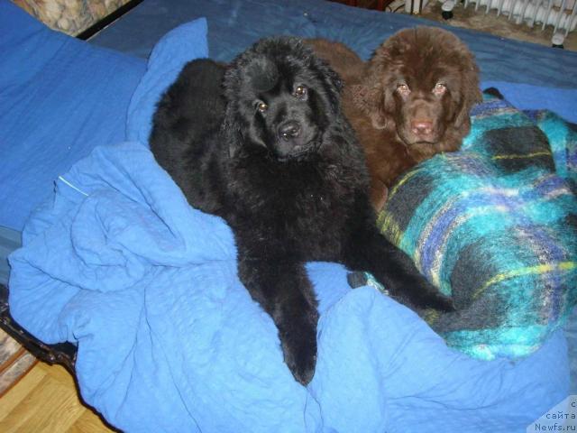 Фото: ньюфаундленд Artur L'vinoe Serdce Syin Voyadjera (Артур Львиное Сердце Сын Вояджера), ньюфаундленд Angel Moey Duchi Sladkaya Shokoladka (Ангел Моей Души Сладкая Шоколадка)