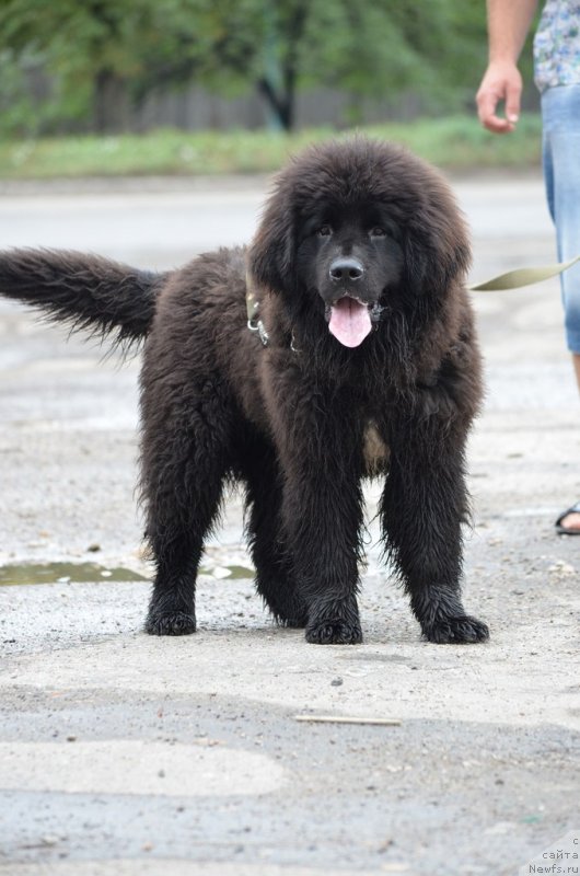 Фото: ньюфаундленд Sandra Rose Bavariya Belle (Сандра Роуз Бавария Бель)
