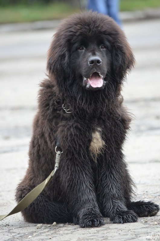 Фото: ньюфаундленд Sandra Rose Bavariya Belle (Сандра Роуз Бавария Бель)