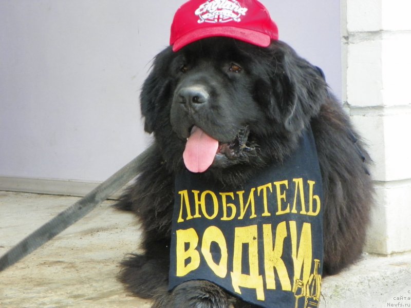 Фото: ньюфаундленд Vivat Brave Master Super Mishka