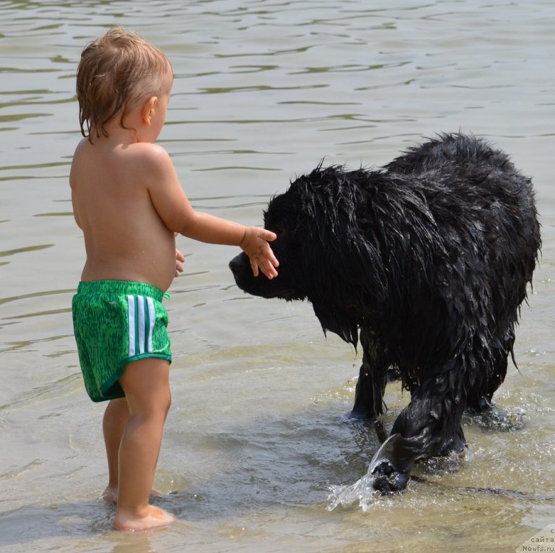 Фото: ньюфаундленд Sandra Rose Bavariya Belle (Сандра Роуз Бавария Бель)