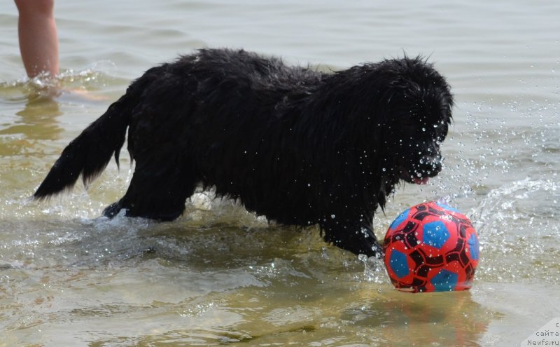 Фото: ньюфаундленд Sandra Rose Bavariya Belle (Сандра Роуз Бавария Бель)