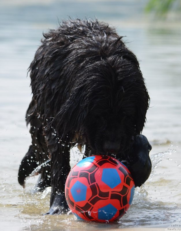 Фото: ньюфаундленд Sandra Rose Bavariya Belle (Сандра Роуз Бавария Бель)