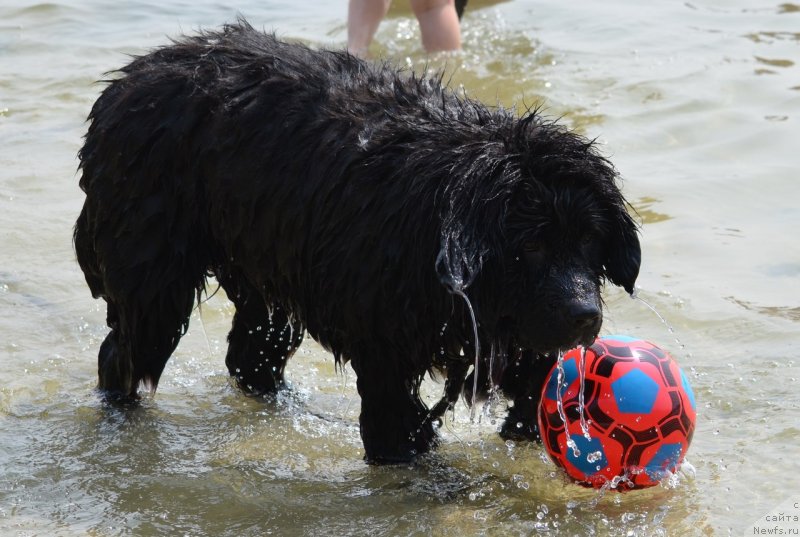 Фото: ньюфаундленд Sandra Rose Bavariya Belle (Сандра Роуз Бавария Бель)