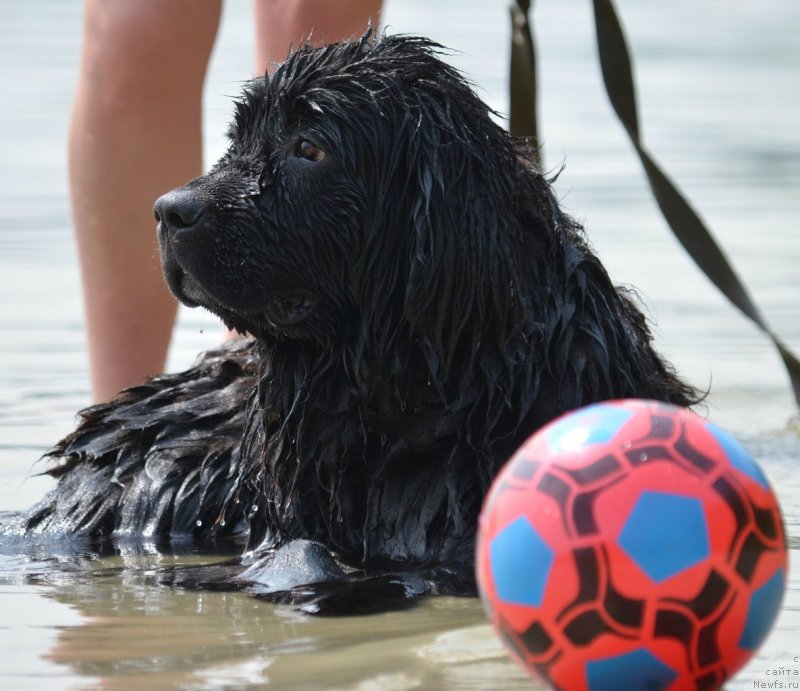 Фото: ньюфаундленд Sandra Rose Bavariya Belle (Сандра Роуз Бавария Бель)