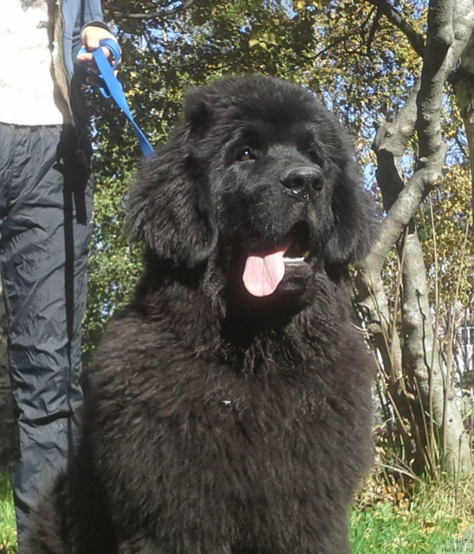 Фото: ньюфаундленд Chernaya Mafia Matter of Time (Черная Мафия Маттер оф Тиме)