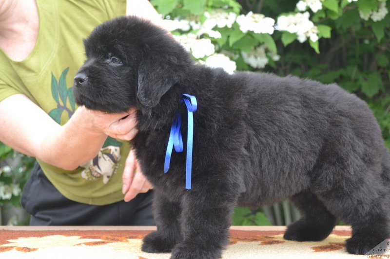 Фото: ньюфаундленд Talisman Morya Manyaschaya Stihiya (Талисман Моря Манящая Стихия)
