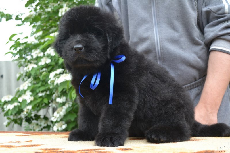 Фото: ньюфаундленд Talisman Morya Manyaschaya Stihiya (Талисман Моря Манящая Стихия)