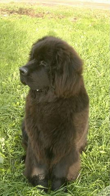 Фото: ньюфаундленд Fann'yuf Guchchi Grande Bambino (Фанньюф Гуччи Гранде Бамбино)