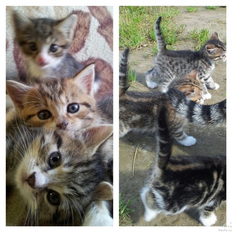 Фото: Наши пуффистики