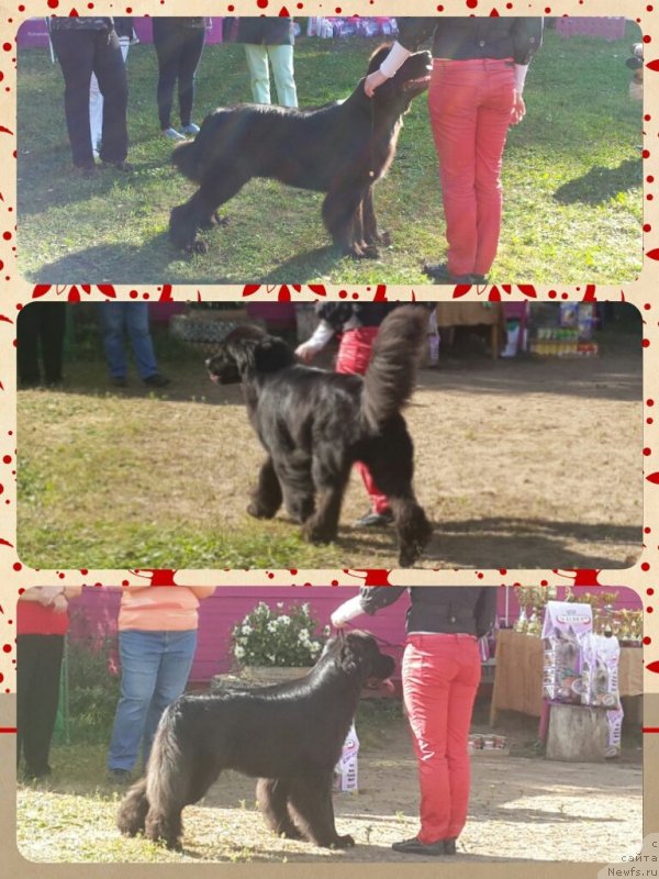 Фото: ньюфаундленд Piternyuf Mont Blanc (Питерньюф Монт Бланк)