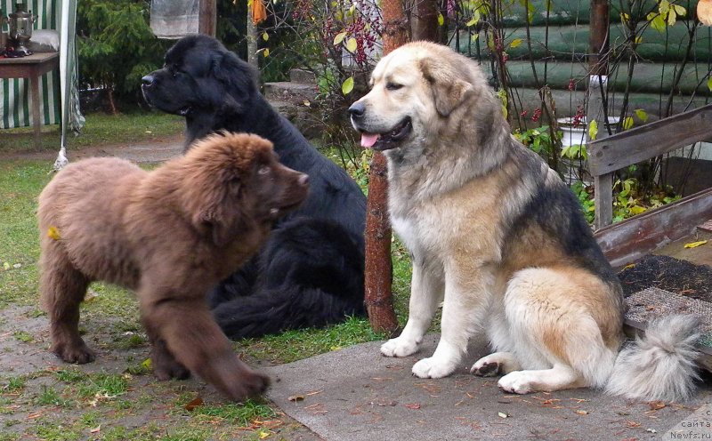 Фото: ньюфаундленд Aquatoriya Kelvin Kadril (Акватория Келвин Кадриль), ньюфаундленд I Follow The Sun de L'Etoile de Cyrice, Филимон