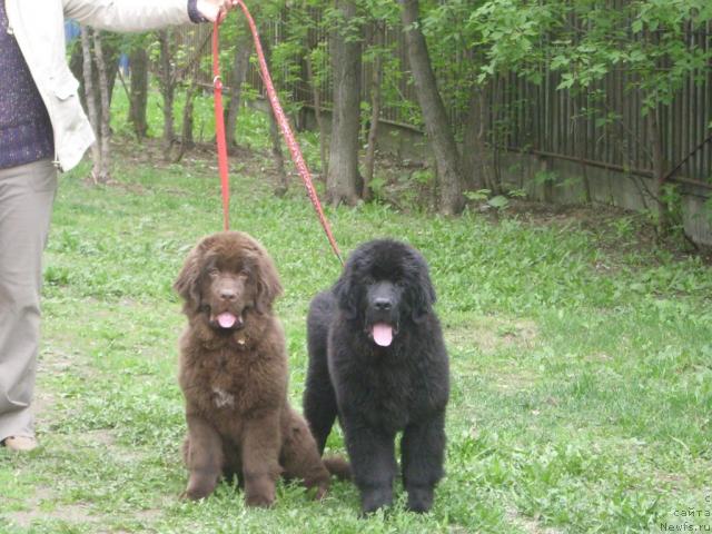 Фото: ньюфаундленд Angel Moey Duchi Sladkaya Shokoladka (Ангел Моей Души Сладкая Шоколадка), ньюфаундленд Artur L'vinoe Serdce Syin Voyadjera (Артур Львиное Сердце Сын Вояджера)