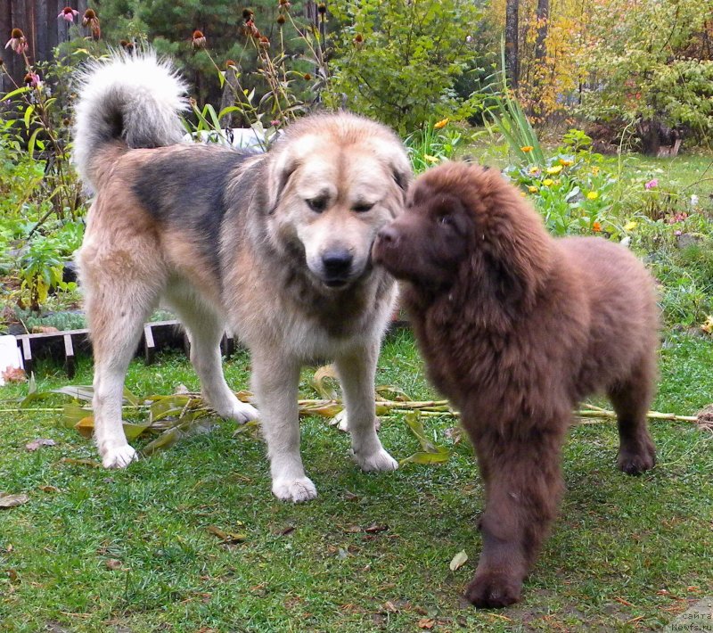 Фото: ньюфаундленд I Follow The Sun de L'Etoile de Cyrice, Филимон