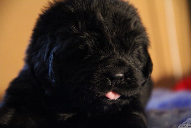 Фото: ньюфаундленд Vivienne Westwood Dinastiya Soverchenstva (Vivienne Westwood Dinastiya Soverchenstva)