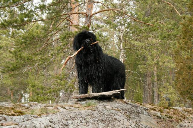 Фото: ньюфаундленд Smigar YEndi Djolli Dol'fin (Смигар Энди Джолли Дольфин)