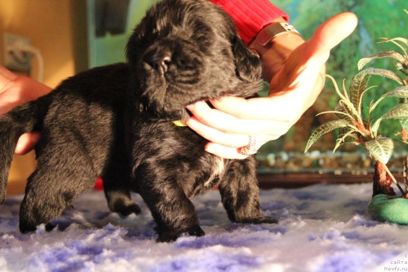 Фото: ньюфаундленд Beguschaya po Volnam Hasta la Vista (Бегущая по Волнам Хаста ла Виста)