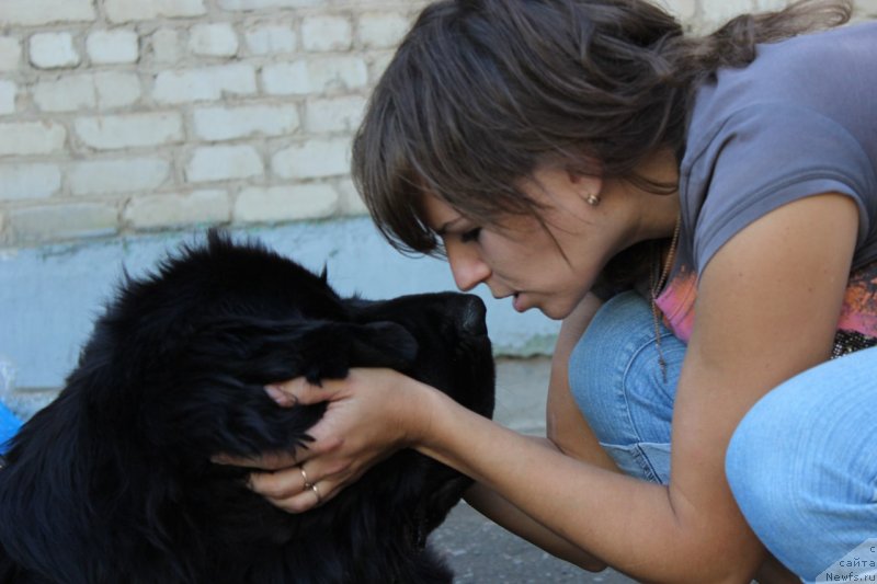 Фото: ньюфаундленд Severtan CHelentano (Севертан Челентано), Tat'yana Tihonova (Татьяна Тихонова)