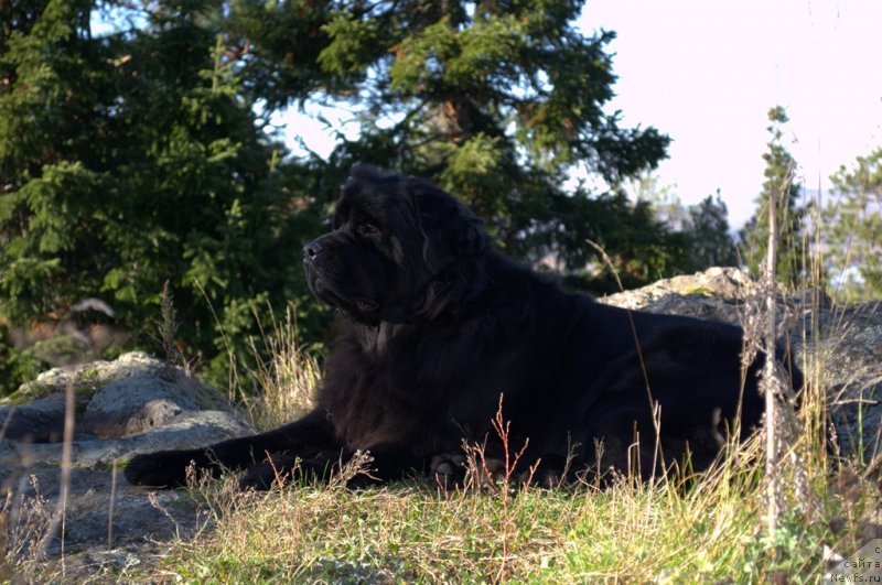 Фото: ньюфаундленд Akvatoriya Kelvin Koroleva Margo (Акватория Келвин Королева Марго)