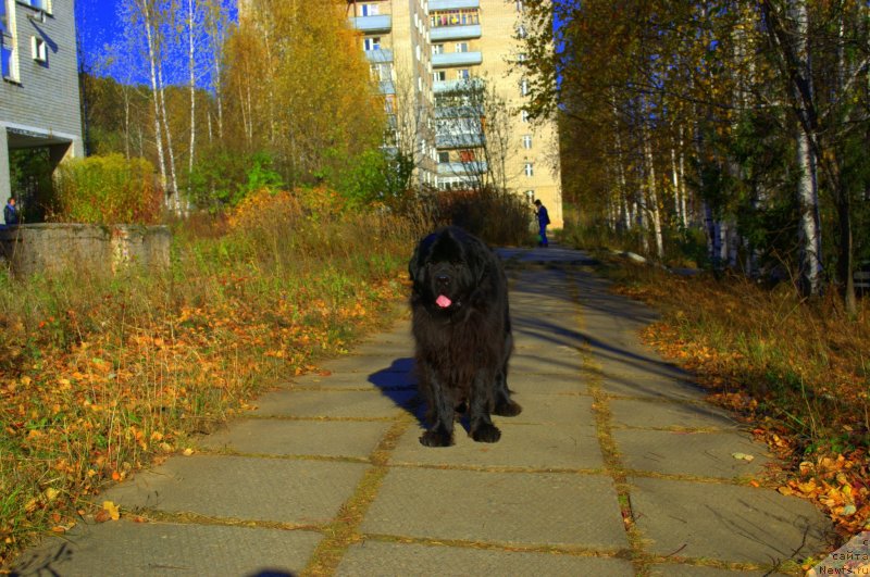 Фото: ньюфаундленд Akvatoriya Kelvin Koroleva Margo (Акватория Келвин Королева Марго)