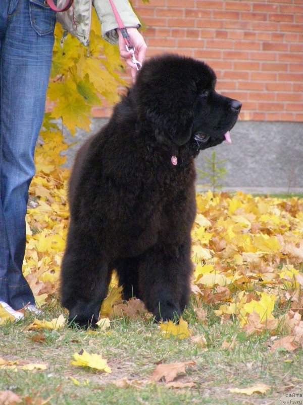 Фото: ньюфаундленд Chernaya Mafia Maybe She Will (Черная Мафия Маубе Ше Вилл)