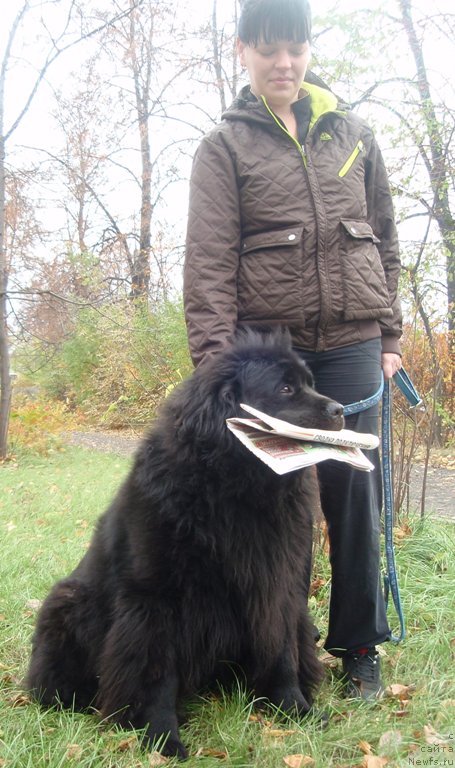 Фото: ньюфаундленд Blek Dolli Peyv Black (Блэк Долли Пейв Блэк)