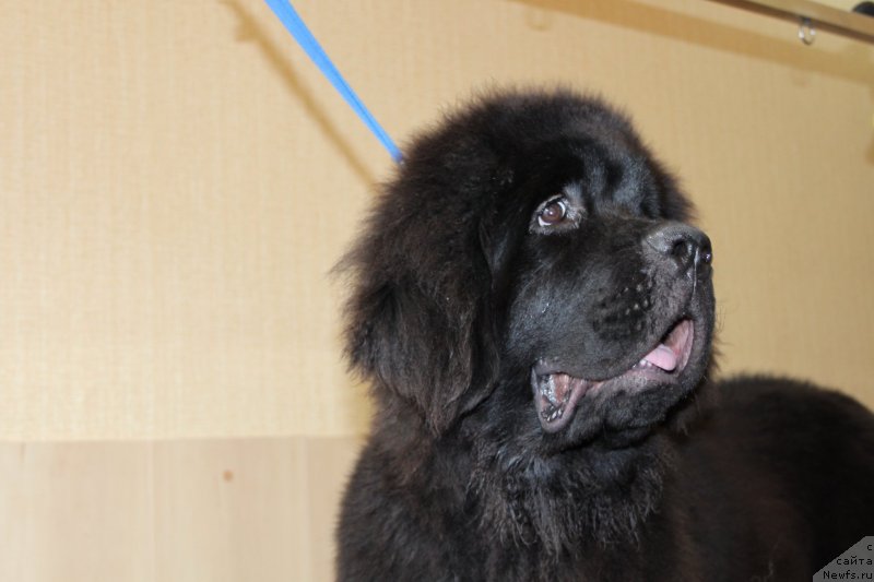 Фотография № 136192