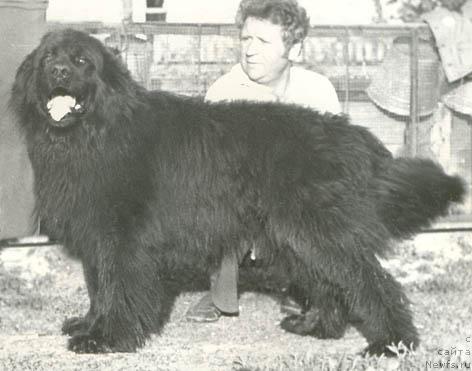 Фото: ньюфаундленд Mikki Askri (Микки Аскри)