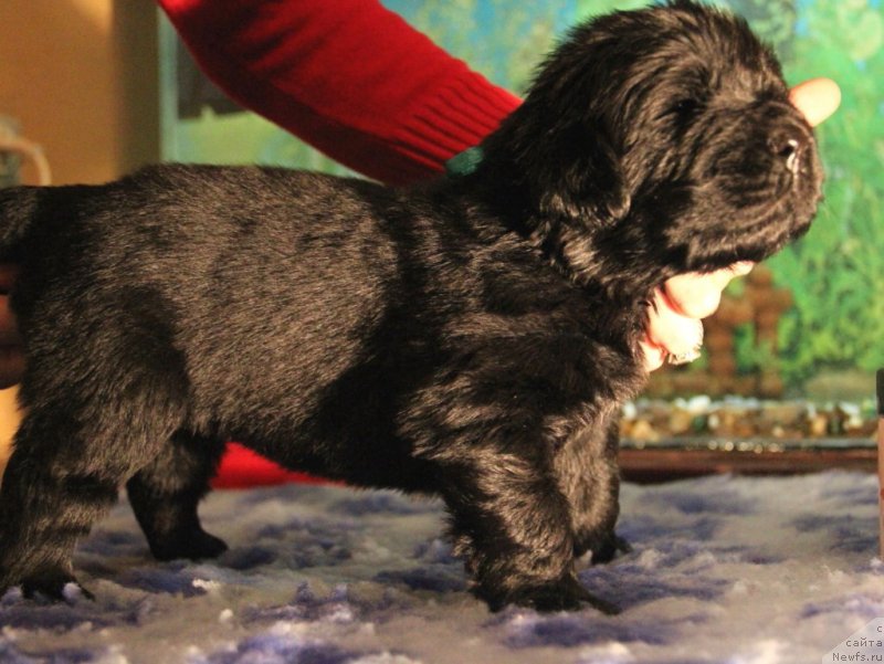 Фото: ньюфаундленд Beguschaya po Volnam Hasta la Vista (Бегущая по Волнам Хаста ла Виста)