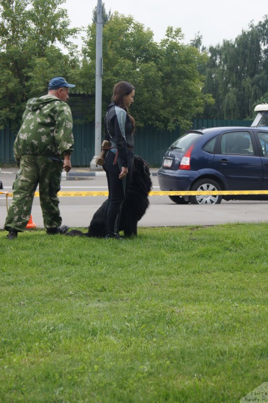 Фото: ньюфаундленд Beguschaya po Volnam Foget Mi Not (Бегущая по Волнам Фогет Ми Нот), Aleksandra Fetisova (Александра Фетисова)