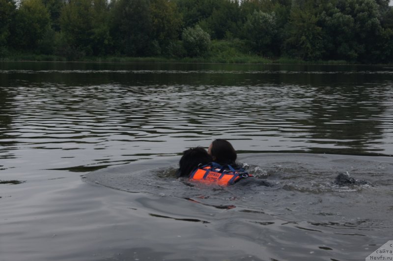 Фото: ньюфаундленд Beguschaya po Volnam Foget Mi Not (Бегущая по Волнам Фогет Ми Нот), Aleksandra Fetisova (Александра Фетисова)