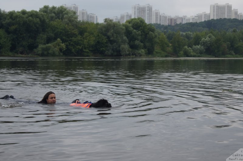 Фото: ньюфаундленд Beguschaya po Volnam Foget Mi Not (Бегущая по Волнам Фогет Ми Нот), Aleksandra Fetisova (Александра Фетисова)