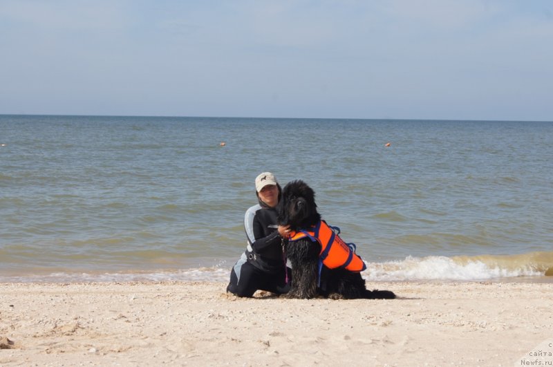 Фото: Aleksandra Fetisova (Александра Фетисова), ньюфаундленд Beguschaya po Volnam Foget Mi Not (Бегущая по Волнам Фогет Ми Нот)