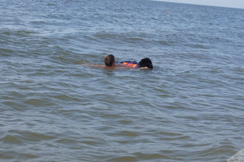 Фото: Dmitriy Fetisov (Дмитрий Фетисов), ньюфаундленд Beguschaya po Volnam Foget Mi Not (Бегущая по Волнам Фогет Ми Нот)