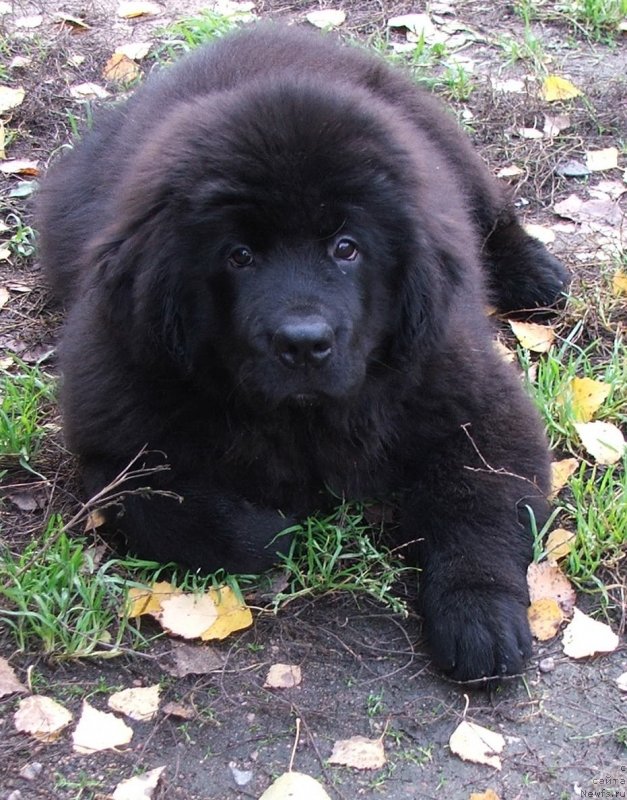 Фото: ньюфаундленд Plushevaya Panda Schakira Boginja Sveta (Плюшевая Панда Шакира Богиня Света)