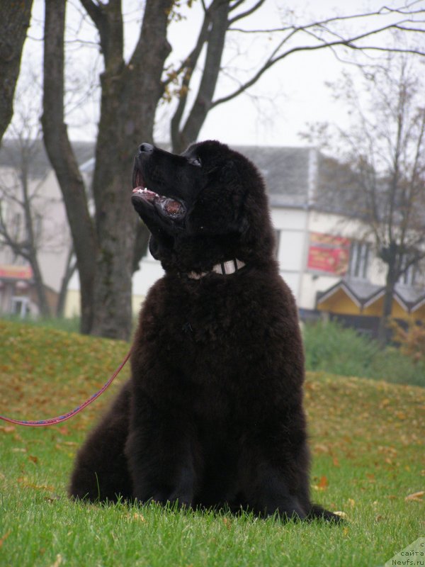 Фото: ньюфаундленд Chernaya Mafia Maybe She Will (Черная Мафия Маубе Ше Вилл)