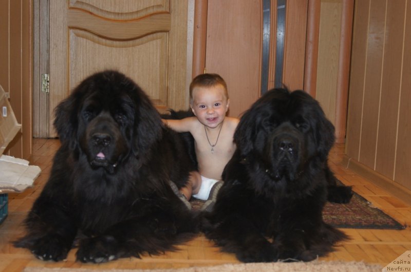 Фото: ньюфаундленд Sent Djons Lesnaya Feya (Сент Джонс Лесная Фея), ньюфаундленд Beguschaya po Volnam Foget Mi Not (Бегущая по Волнам Фогет Ми Нот)