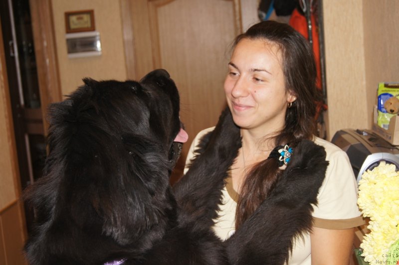 Фото: ньюфаундленд Beguschaya po Volnam Foget Mi Not (Бегущая по Волнам Фогет Ми Нот), Aleksandra Fetisova (Александра Фетисова)