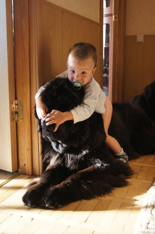 Фото: ньюфаундленд Sent Djons Lesnaya Feya (Сент Джонс Лесная Фея)