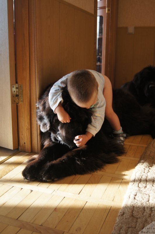Фото: ньюфаундленд Sent Djons Lesnaya Feya (Сент Джонс Лесная Фея)