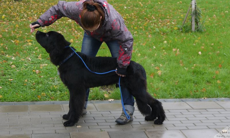 Фото: ньюфаундленд Chernyj Chank s Berega Dona (Черный Чанк с Берега Дона)