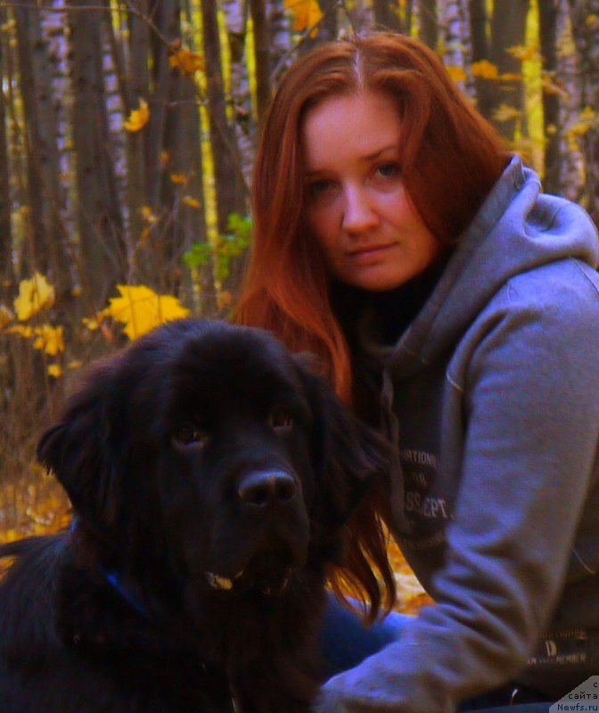 Фото: ньюфаундленд Chernyj Chank s Berega Dona (Черный Чанк с Берега Дона)