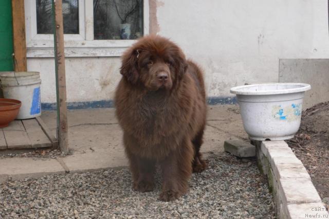 Фото: ньюфаундленд Arkadiya Vivat Arbona (Аркадия Виват Арбона)