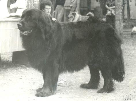 Фото: ньюфаундленд Koda (Кода)