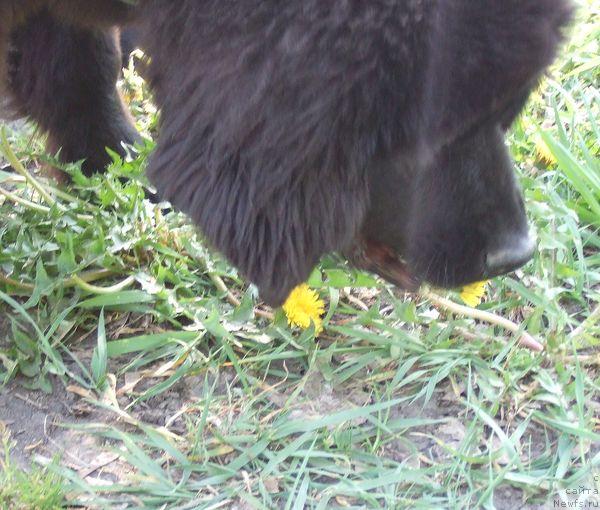 Фото: ньюфаундленд Sent Djons Otrada (Сент Джонс Отрада)