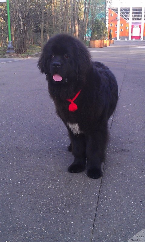 Фото: ньюфаундленд Sent Djons Gvendolin Glorius Garden (Сент Джонс Гвендолин Глориус Гарден)