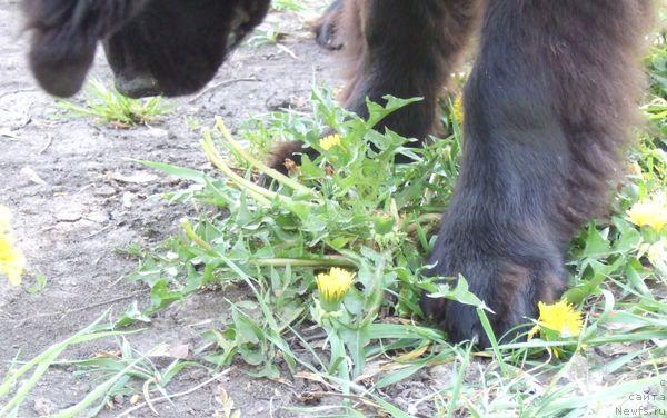 Фото: ньюфаундленд Sent Djons Otrada (Сент Джонс Отрада)