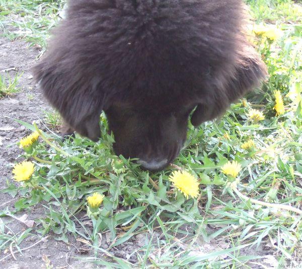 Фото: ньюфаундленд Sent Djons Otrada (Сент Джонс Отрада)